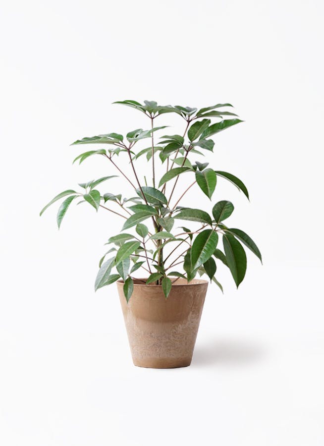 ツピダンサス 8号 | 観葉植物通販HitoHana(ひとはな) ツピダンサス 8号 | 観葉植物通販HitoHana(ひとはな)