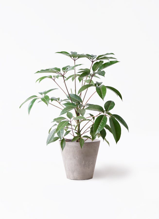 ツピダンサス 8号 | 観葉植物通販HitoHana(ひとはな)