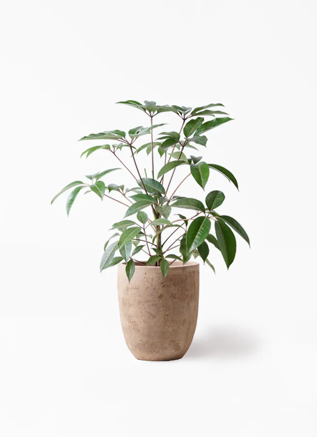 観葉植物 ツピダンサス 8号 ボサ造りルーガ アンティコ アルトエッグ 付き 観葉植物ならhitohana ひとはな