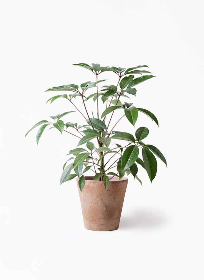 ツピダンサス 8号 | 観葉植物通販HitoHana(ひとはな)
