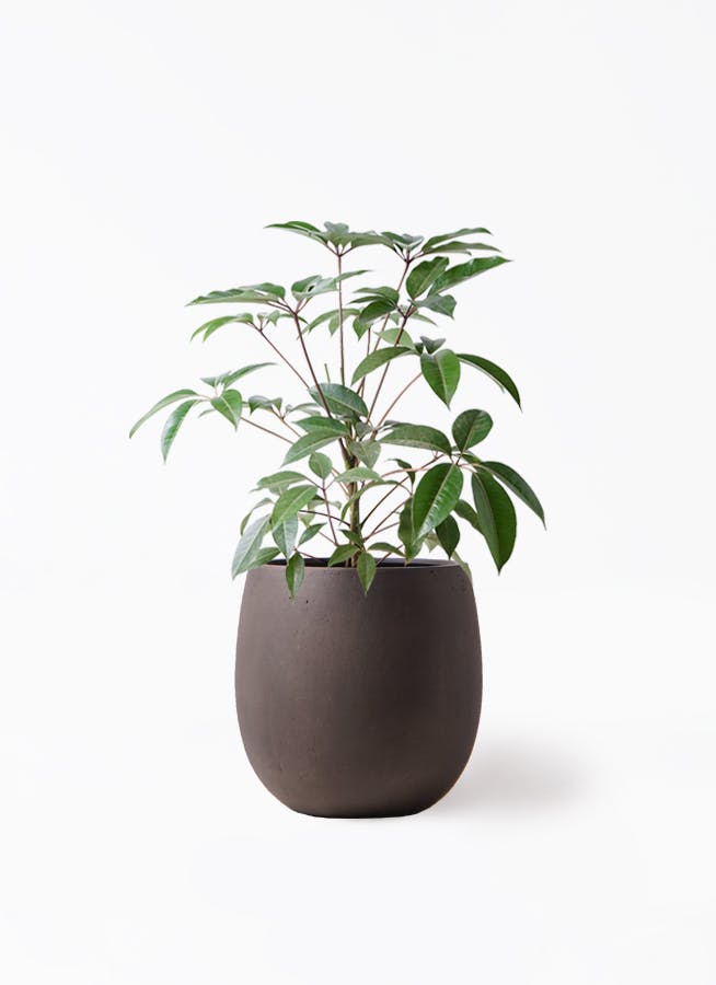 観葉植物 ツピダンサス 8号 ボサ造りテラニアス バルーン アンティーク