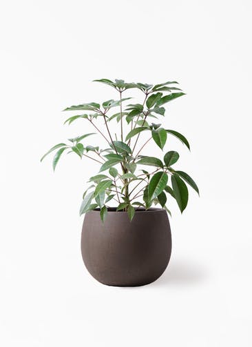 観葉植物 ツピダンサス 8号 ボサ造り テラニアス ローバルーン アンティークブラウン 付き