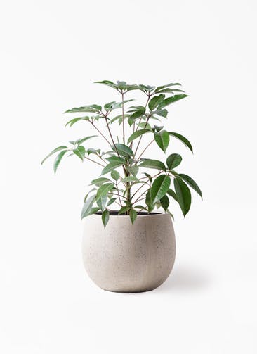 観葉植物 ツピダンサス 8号 ボサ造り テラニアス ローバルーン アンティークホワイト 付き