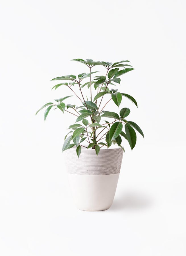 観葉植物8鉢セットまとめ売り ツピダンサス エバーフレッシュ※1週間