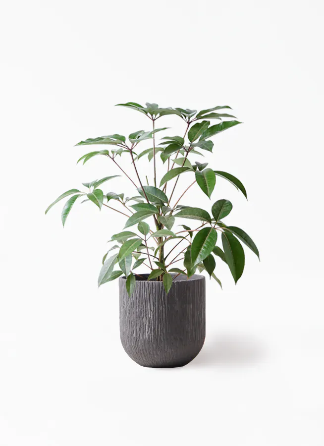 観葉植物 ツピダンサス 8号 ボサ造りカルディナダークグレイ 付き 観葉植物ならhitohana ひとはな