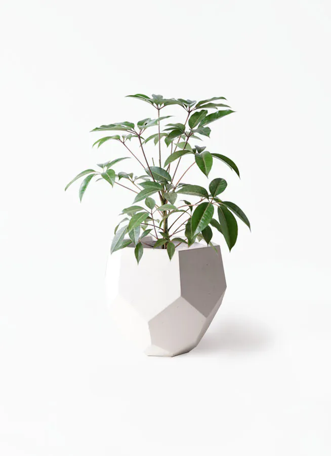 観葉植物 ツピダンサス 8号 ボサ造りポリゴヘクサ 白 付き 観葉植物ならhitohana ひとはな