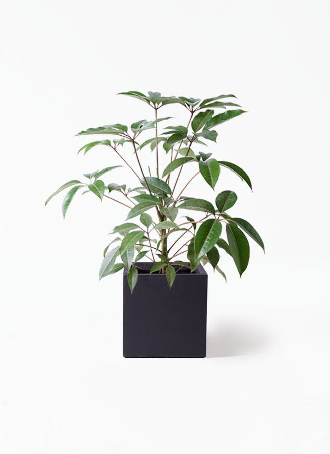 引取限定★ツピタンサス　8号　個性的　観葉植物 ツピダンサス 8号 | 観葉植物通販HitoHana(ひとはな)