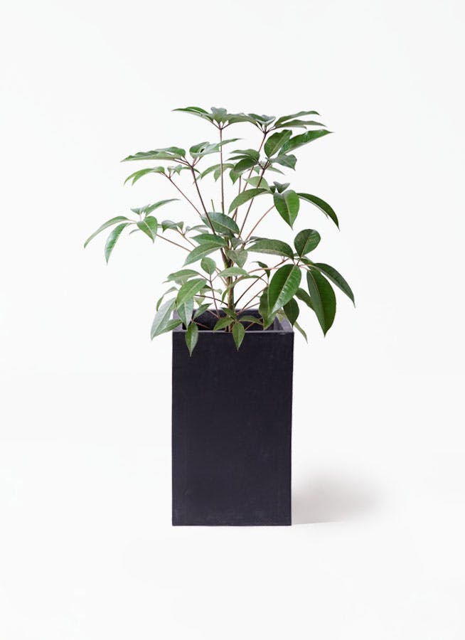 ツピダンサス ボサ造り | 観葉植物通販 HitoHana(ひとはな)