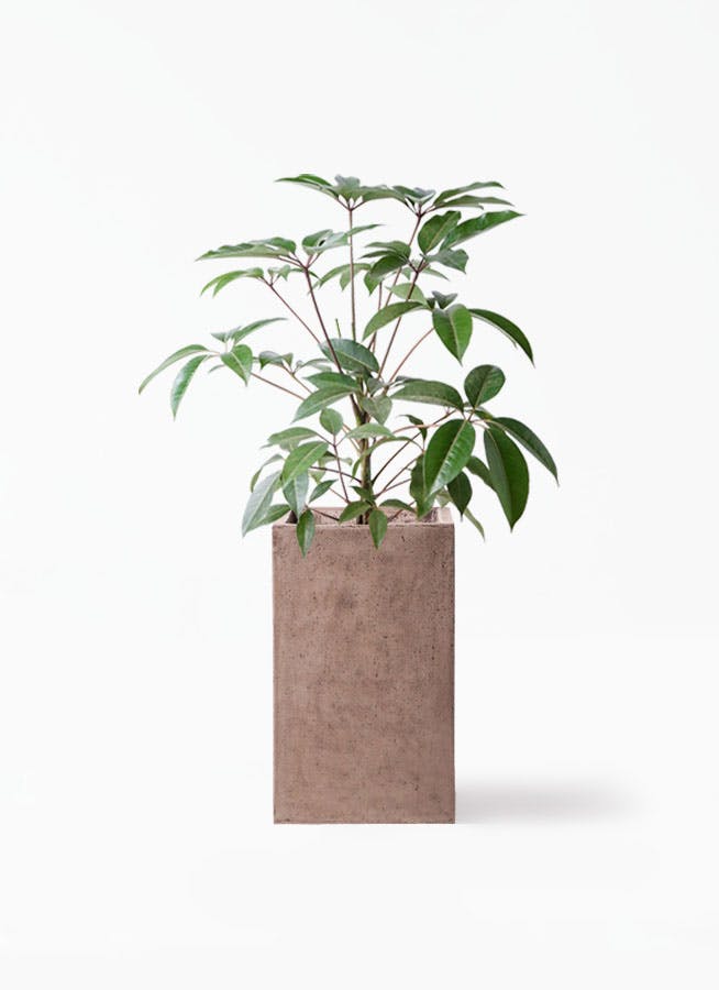 ツピダンサス 8号 | 観葉植物通販HitoHana(ひとはな)