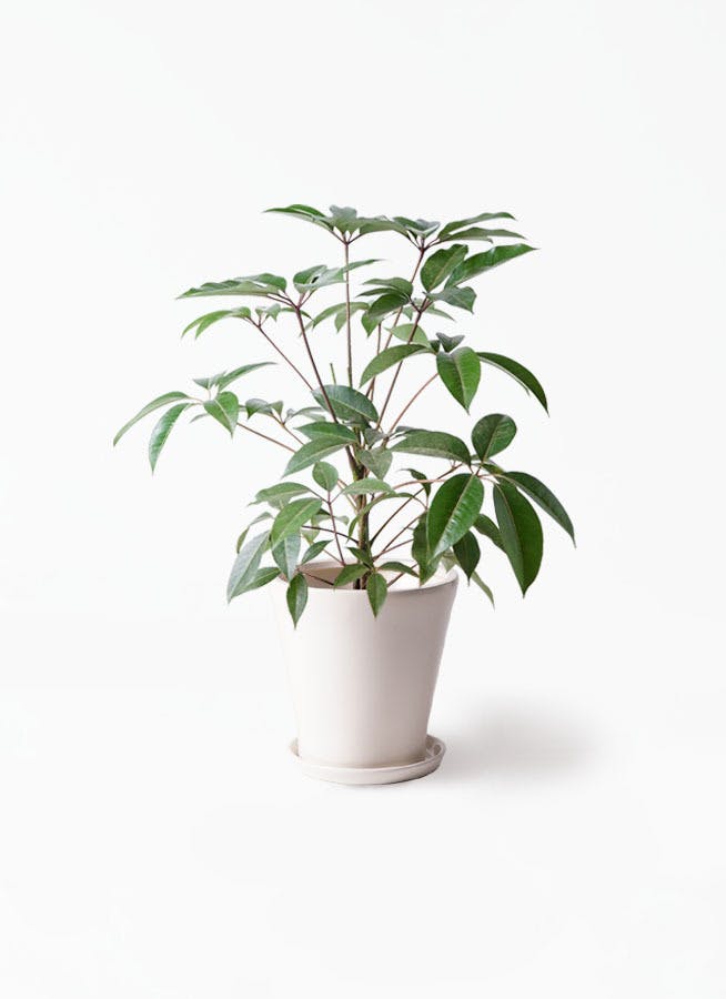 メーカー在庫限り品 ツピタンサス 枝造り Amarallogistica Com Br