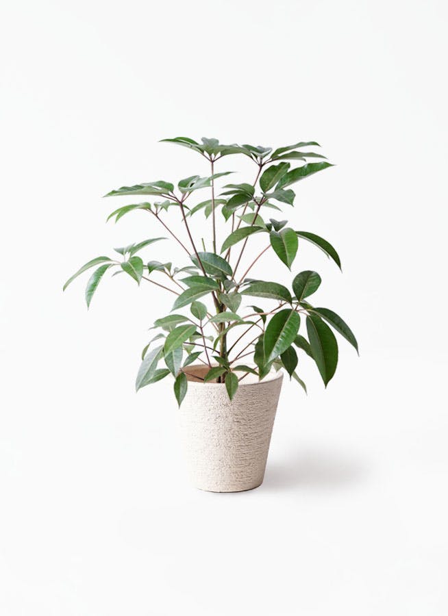 ツピダンサス | 観葉植物通販 HitoHana(ひとはな)