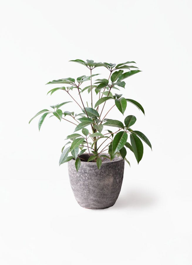 ツピダンサス 8号 | 観葉植物通販HitoHana(ひとはな)
