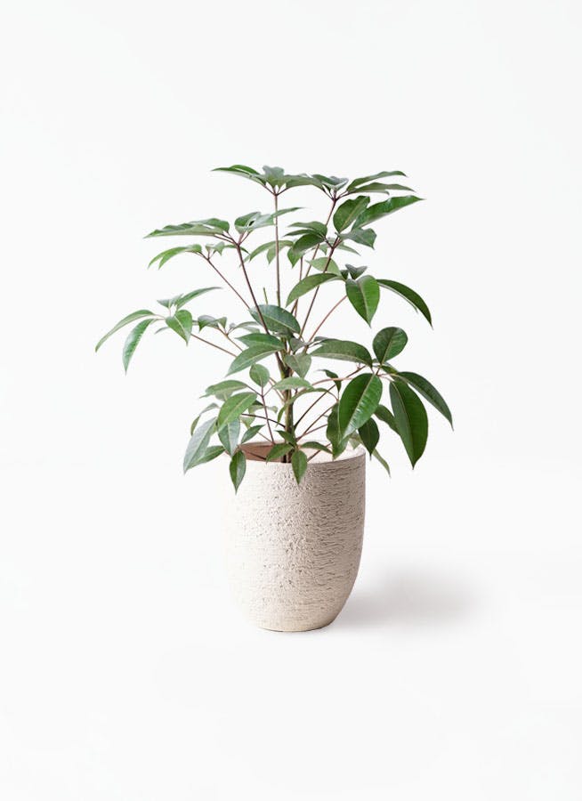 ツピダンサス | 観葉植物通販 HitoHana(ひとはな)