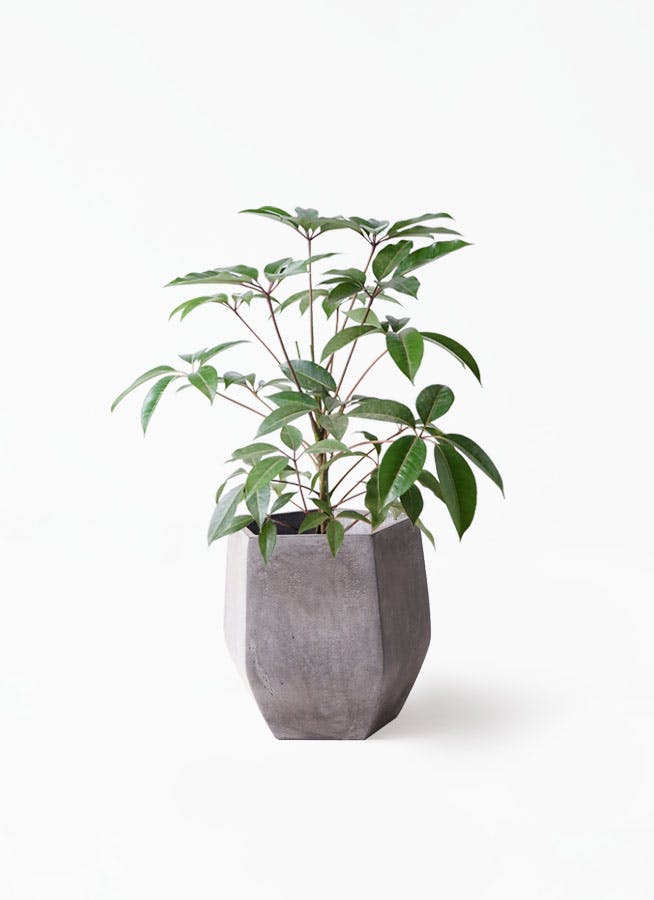 引取限定★ツピタンサス　8号　個性的　観葉植物 ツピダンサス 8号 | 観葉植物通販HitoHana(ひとはな)