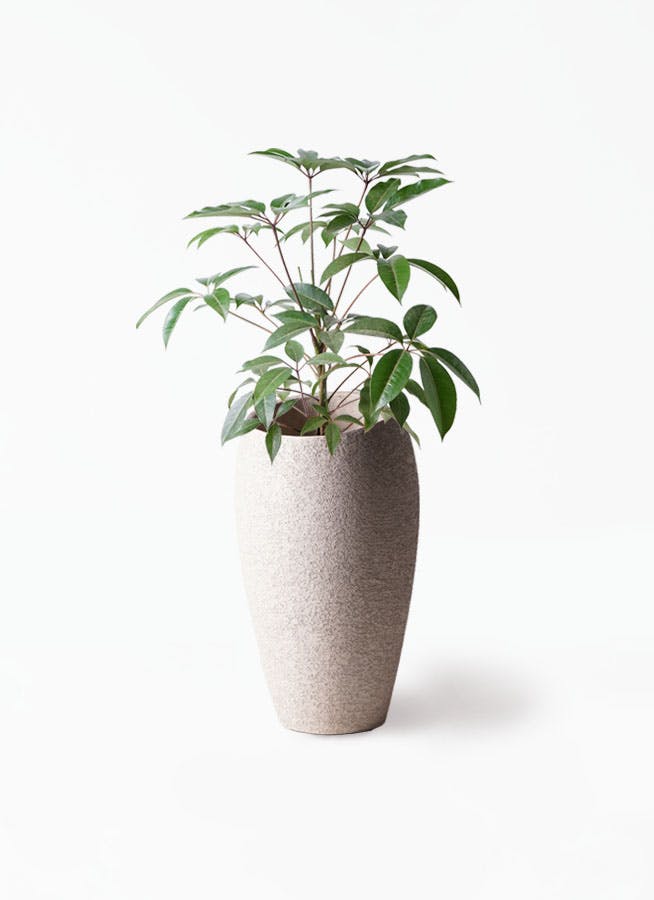 ツピダンサス 8号 | 観葉植物通販HitoHana(ひとはな)