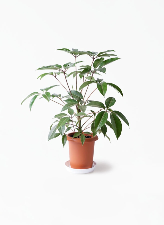 観葉植物　付き　ツピダンサス　8号　ブラウン　モノ　ボサ造り　リブラ　観葉植物ならHitoHana(ひとはな)