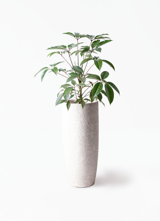 ツピダンサス 8号 | 観葉植物通販HitoHana(ひとはな)