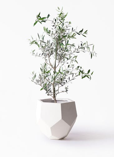 観葉植物 オリーブの木 8号 コレッジョラ ポリゴヘクサ 白 付き