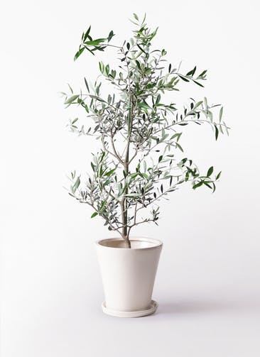観葉植物 オリーブの木 8号 コレッジョラ サブリナ 白 付き