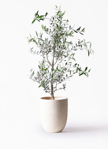 観葉植物 オリーブの木 8号 コレッジョラ ビアスアルトエッグ 白 付き
