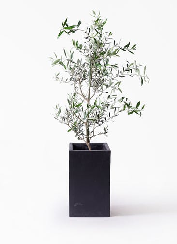 観葉植物 オリーブの木 8号 コレッジョラ セドナロング 墨 付き