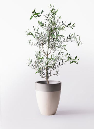 観葉植物 オリーブの木 8号 コレッジョラ ファイバーストーンカプリ サンディホワイト 付き