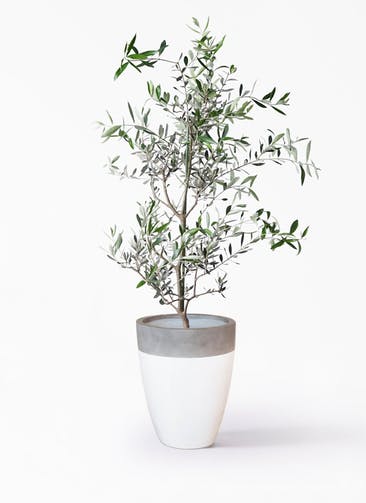 観葉植物 オリーブの木 8号 コレッジョラ ファイバーストーンカプリ 白 付き