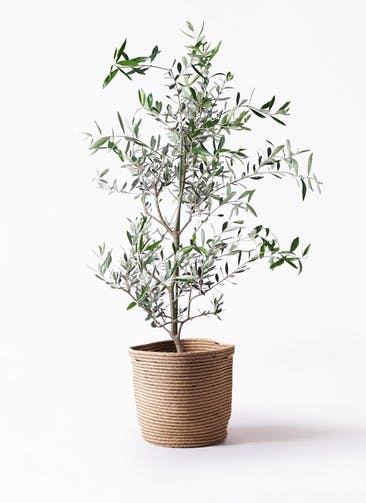 観葉植物 オリーブの木 8号 コレッジョラ リブバスケットNatural 付き