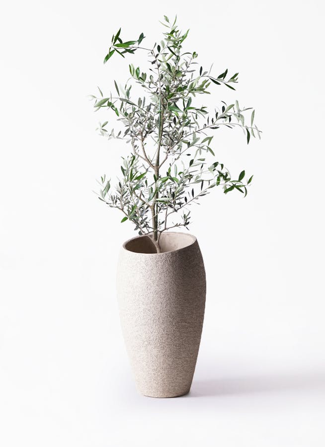 観葉植物 オリーブの木 8号 コレッジョラ エコストーントールタイプ Light Gray 付き 観葉植物ならhitohana ひとはな