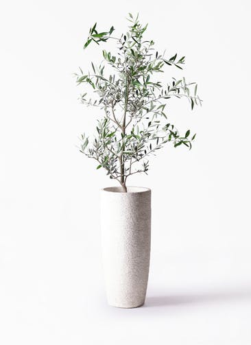 観葉植物 オリーブの木 8号 コレッジョラ エコストーントールタイプ white 付き