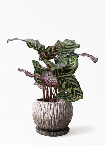 観葉植物 カラテア マコヤナ 4号 ストーン ウェア セラミック 付き