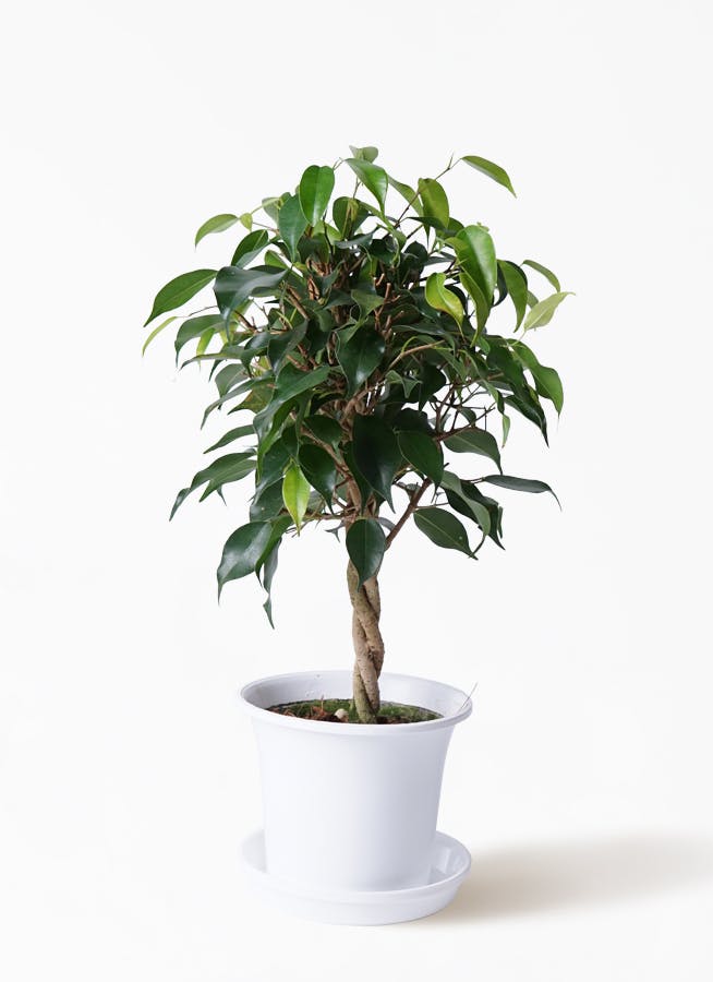観葉植物 フィカス ベンジャミン 4号 玉造りプラスチック鉢 観葉植物ならhitohana ひとはな 観葉植物 フィカス ベンジャミン 4号 玉造りプラスチック鉢 観葉植物ならhitohana ひとはな
