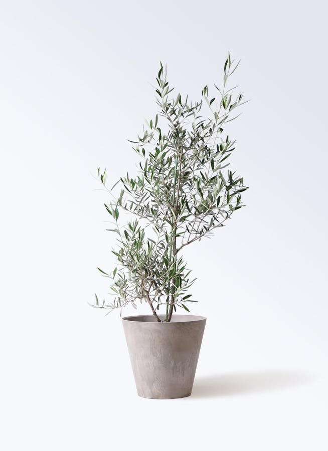 観葉植物 オリーブの木 8号 コラティーナ コラチナ アートストーン ラウンド グレー 付き 観葉植物ならhitohana ひとはな 観葉植物 オリーブの木 8号 コラティーナ コラチナ アートストーン ラウンド グレー 付き 観葉植物ならhitohana ひとはな