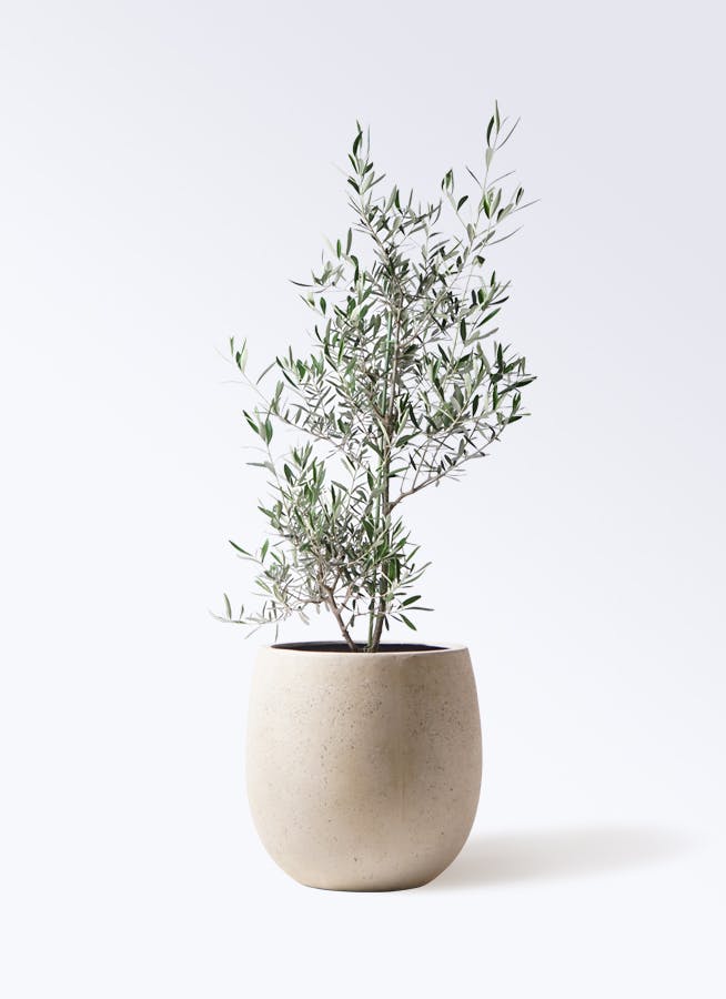 観葉植物 オリーブの木 8号 コラティーナ (コラチナ) テラニアス
