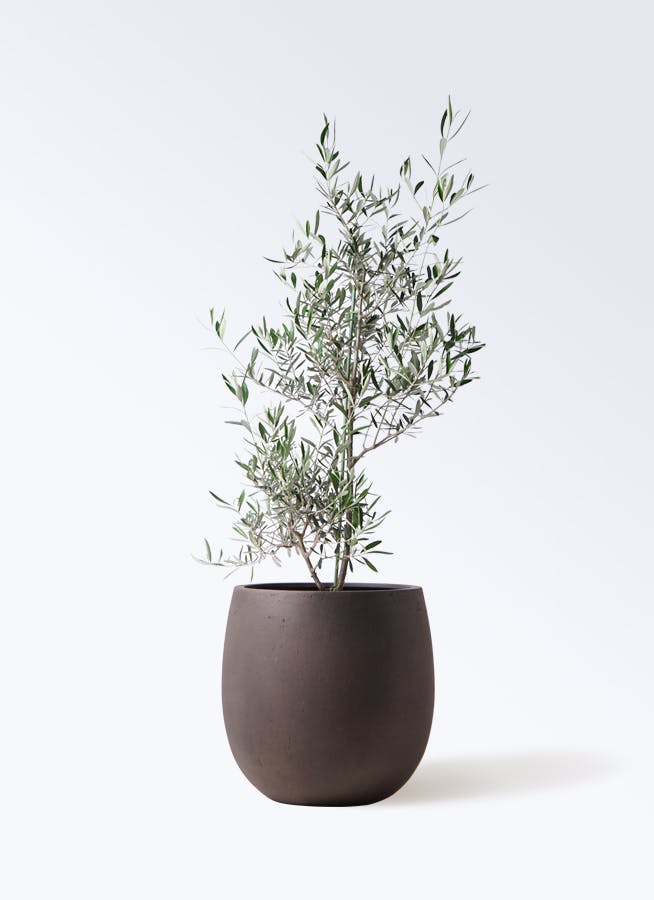 オリーブの木　コラチナ　8号　約140cm　NO.669　人気品種　現品掲載 NEWコラチナ（オリーブの木）｜Mサイズ｜NO.10669｜約140cm｜人気