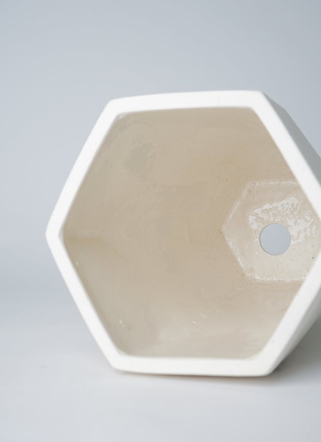 観葉植物 ガジュマル 6号 股仕立て Ceramic(セラミック) トールタイプ