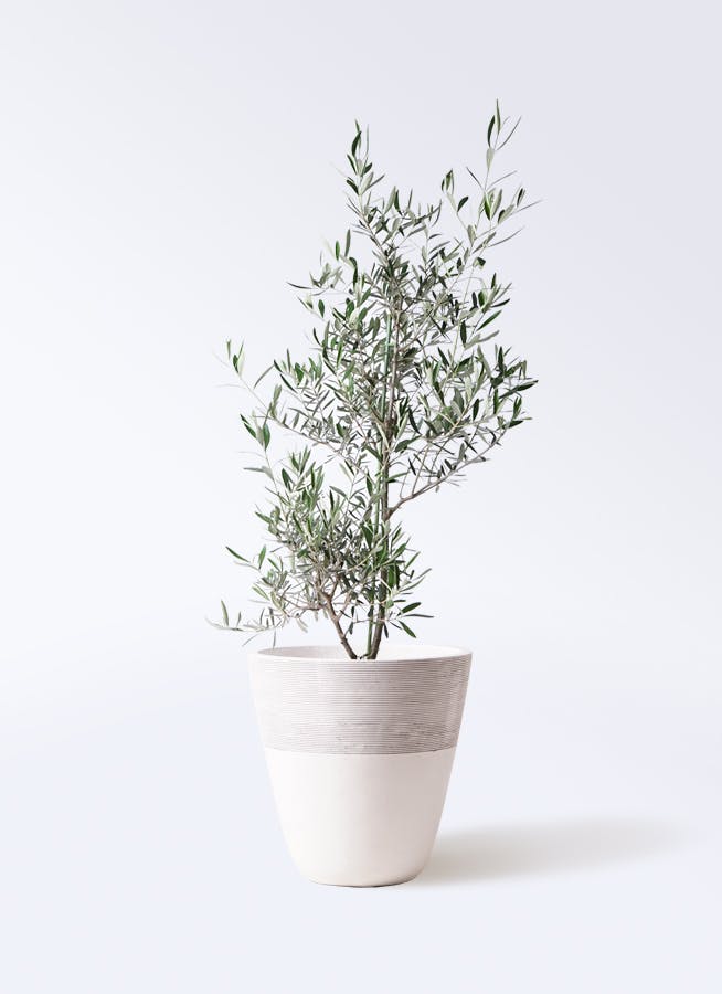 観葉植物 オリーブの木 8号 コラティーナ (コラチナ) ジュピター 白