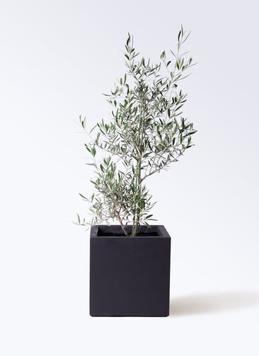 観葉植物 オリーブの木 8号 コラティーナ (コラチナ) ベータ キューブプランター 黒 付き