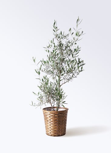 観葉植物 オリーブの木 8号 コラティーナ (コラチナ) 竹バスケット 付き