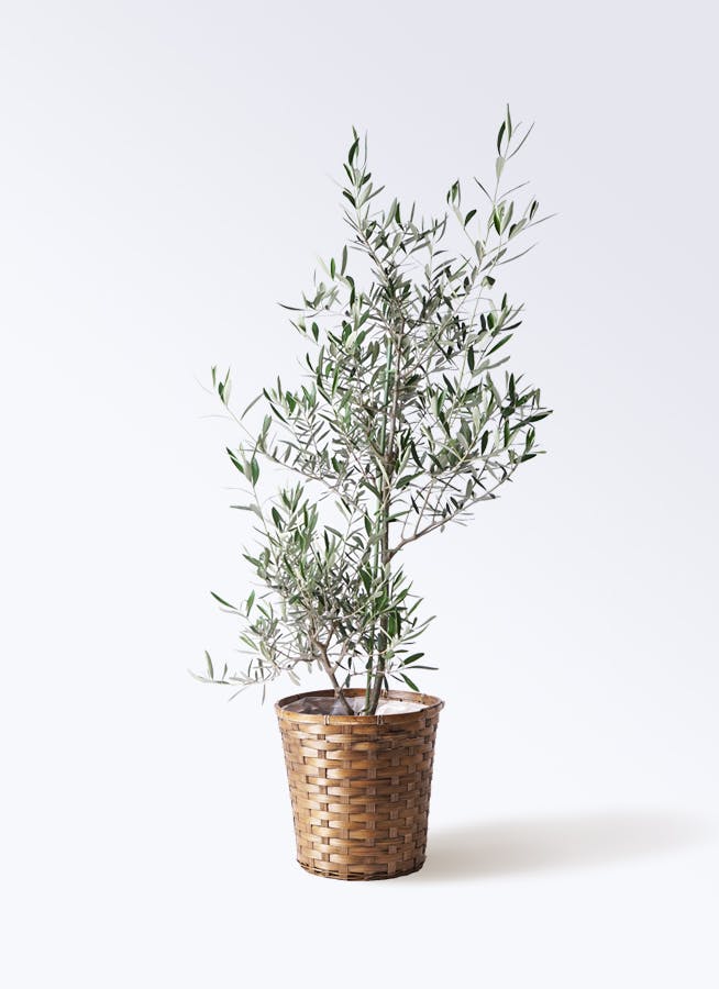 観葉植物 オリーブの木 8号 コラティーナ (コラチナ) 竹バスケット