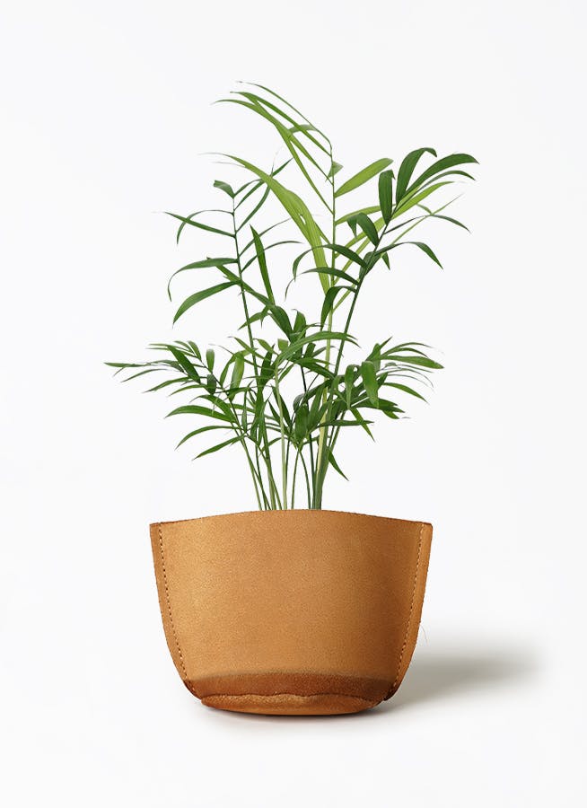 観葉植物 モンステラ 3号 レザーポット ブラウン 付き | 観葉