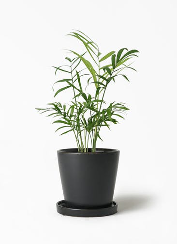 観葉植物 テーブルヤシ 3号 ベラ S 黒 植え替えキット付き