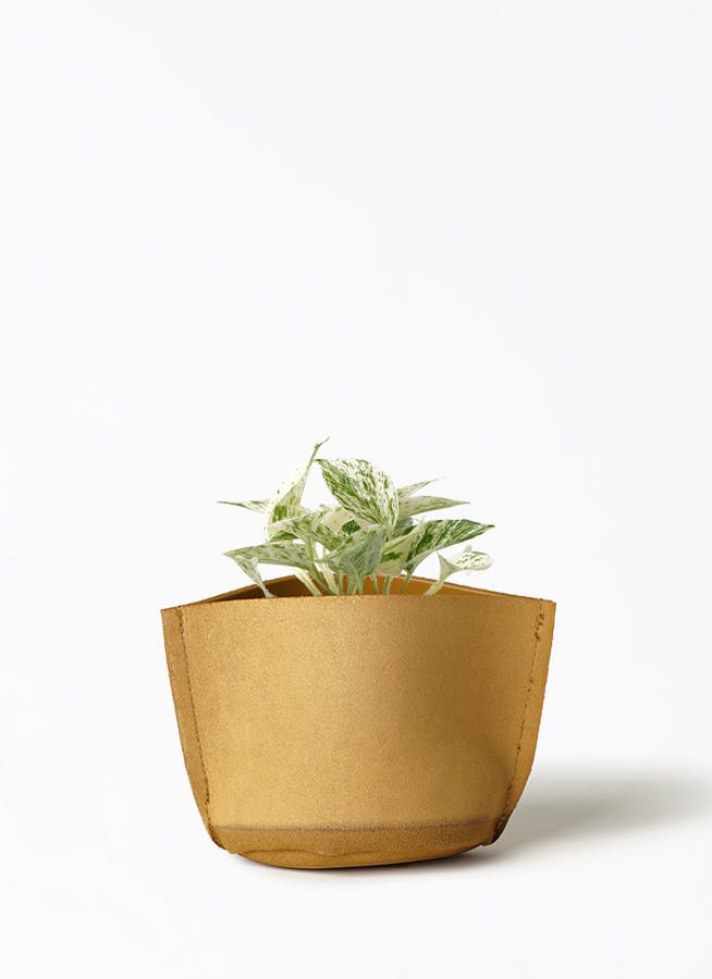 2200円ポトス エンジョイ 桧柄陶器Cup 2200円ポトス エンジョイ 桧柄陶器Cup
