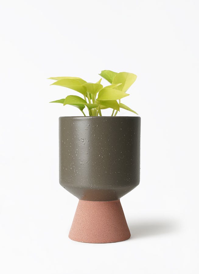 観葉植物 ポトス 3号 ライム スヴィア 0 H 付き | 観葉植物なら