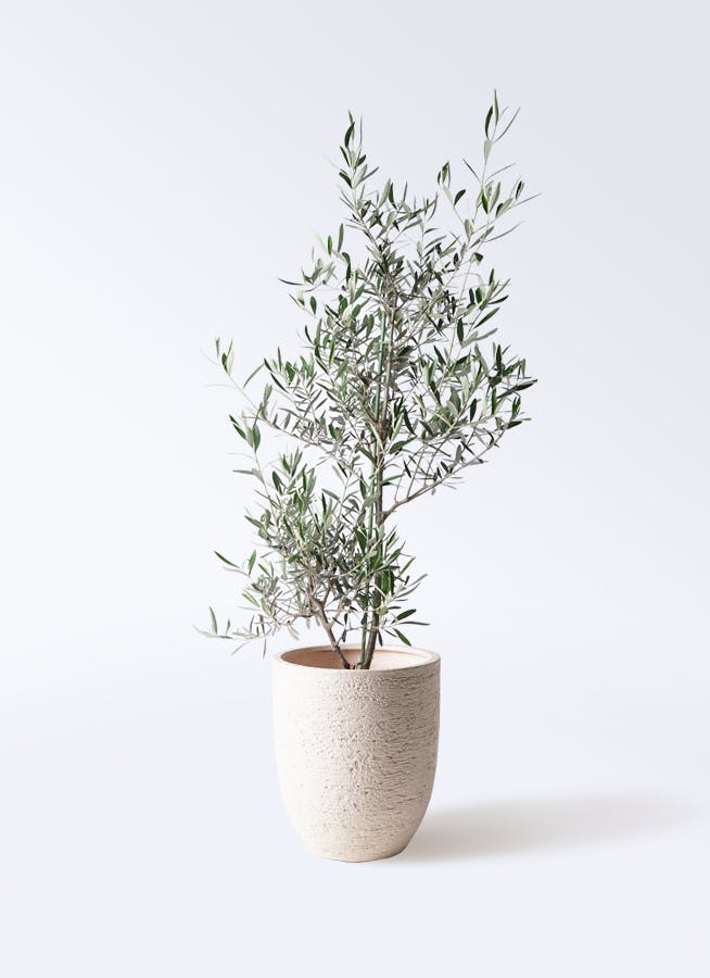 観葉植物 オリーブの木 8号 コラティーナ (コラチナ) ビアスアルト