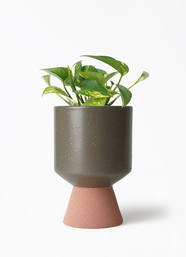 観葉植物 アンスリウム 3号 レッド スヴィア 0 H 付き | 観葉植物なら