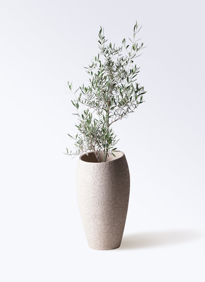 観葉植物 オリーブの木 8号 コラティーナ (コラチナ) エコストーン