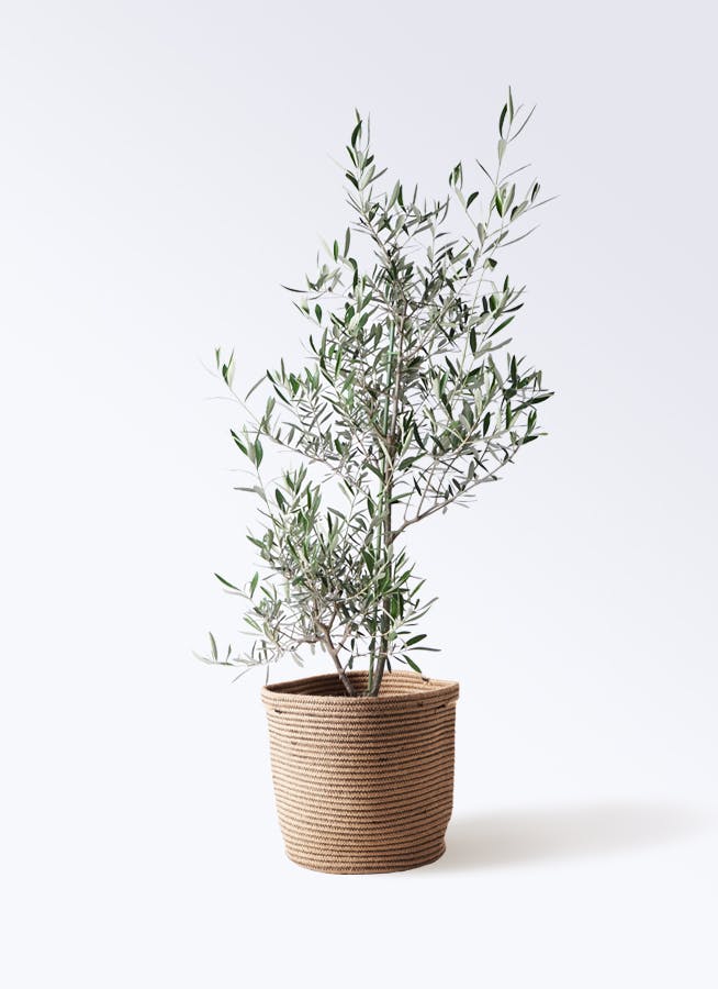 オリーブの木　コラチナ　7号　約70cm　NO.592　人気品種　一点物 オリーブの木 コラチナ 7号 約70cm NO.592 人気品種 一点物 オリーブの