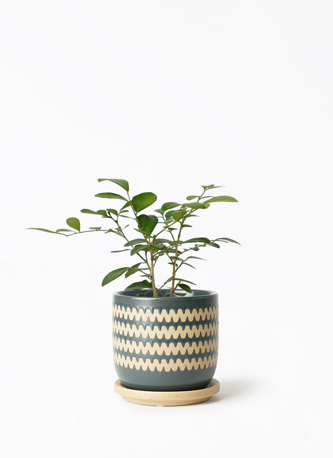 silkjasmine-367_1.jpg