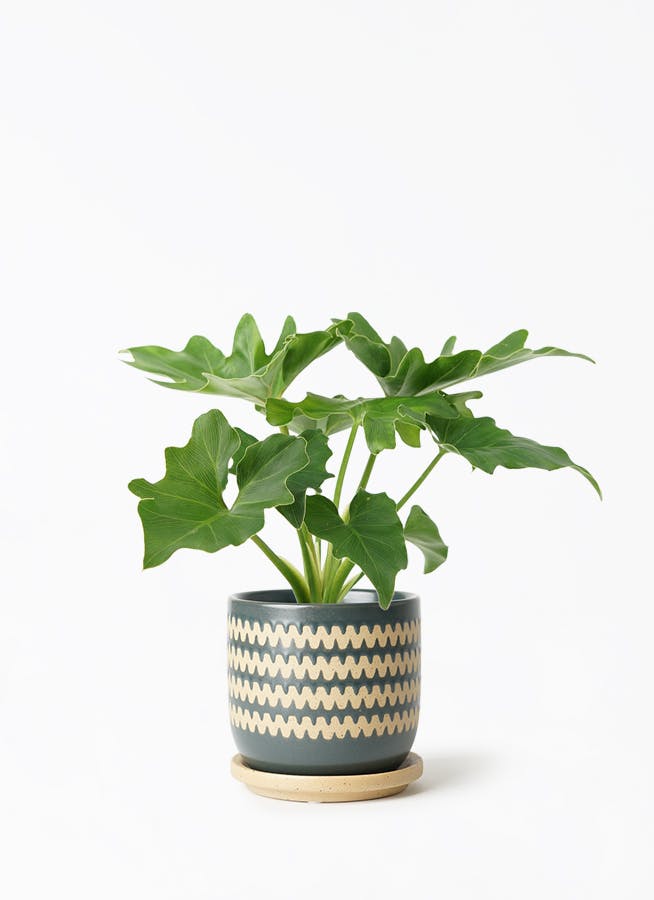 philodendron-selloum-423_1.jpg